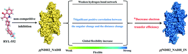 Graphical abstract: The global motion affecting electron transfer in Plasmodium falciparum type II NADH dehydrogenases: a novel non-competitive mechanism for quinoline ketone derivative inhibitors