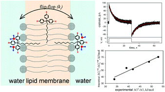 Graphical abstract: Effect of methyl and halogen substituents on the transmembrane movement of lipophilic ions