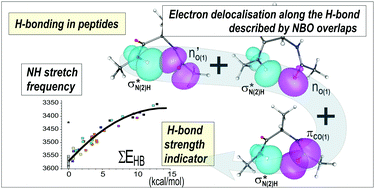 Graphical abstract: Rationalizing the diversity of amide–amide H-bonding in peptides using the natural bond orbital method