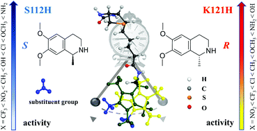 Graphical abstract: Mechanistic insights into artificial metalloenzymes towards imine reduction