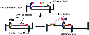 Graphical abstract: NanoMuscle: controllable contraction and extension of mechanically interlocked DNA origami
