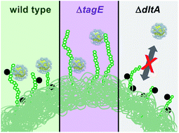 Graphical abstract: Wall teichoic acids govern cationic gold nanoparticle interaction with Gram-positive bacterial cell walls