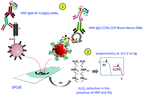 Graphical abstract: Electrochemical biosensor for the simultaneous determination of rheumatoid factor and anti-cyclic citrullinated peptide antibodies in human serum