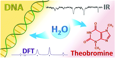 Graphical abstract: Exploration of the theobromine–water dimer: comparison with DNA microhydration