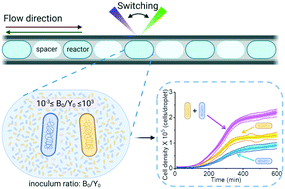 Graphical abstract: Coexistence of fluorescent Escherichia coli strains in millifluidic droplet reactors