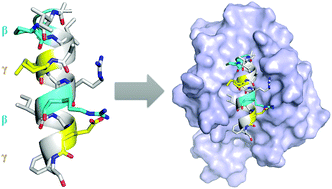 Graphical abstract: Exploration of α/β/γ-peptidomimetics design for BH3 helical domains