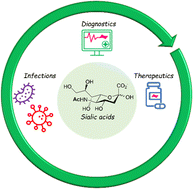 Graphical abstract: Sialic acids in infection and their potential use in detection and protection against pathogens