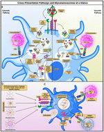 Graphical abstract: Overcoming the novel glycan–lectin checkpoints in tumor microenvironments for the success of the cross-presentation-based immunotherapy