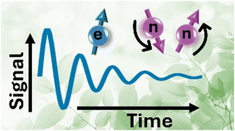 Graphical abstract: Light-induced electron spin qubit coherences in the purple bacteria reaction center protein