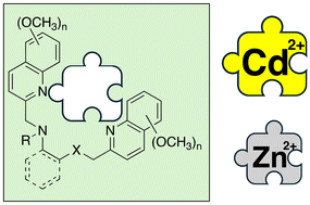 Graphical abstract: Bisquinoline-based fluorescent cadmium sensors