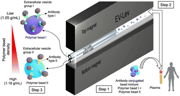 Graphical abstract: EV-Lev: extracellular vesicle isolation from human plasma using microfluidic magnetic levitation device