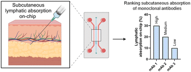 Graphical abstract: Utility of an in vitro lymphatics on-chip model for rank ordering subcutaneous absorption of monoclonal antibodies