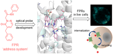 Graphical abstract: Development of small-molecule fluorescent probes targeting neutrophils via N-formyl peptide receptors