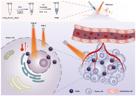 Graphical abstract: A phosphomolybdenum blue nano-photothermal agent with dual peak absorption and biodegradable properties based on ssDNA in near-infrared photothermal therapy for breast cancer