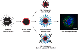 Graphical abstract: Functionalization of rare-earth nanoparticles with hybrid silica-lipid shells for T-cell labeling