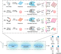 Graphical abstract: CRISPR-coupled triple cascade amplification for simultaneous lateral flow detection of Mycoplasma pneumoniae and H1N1