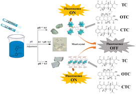 Graphical abstract: Two pH-directed coordination polymers of cadmium isomers based on a semi-rigid polycarboxylic acid: crystal structure and fluorescence sensing of tetracyclines