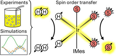 Graphical abstract: Characterisation of the polarisation transfer to fluorinated pyridines in SABRE