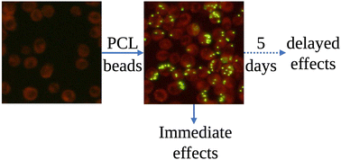 Graphical abstract: A comparison of the effects of polystyrene and polycaprolactone nanoplastics on macrophages