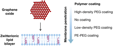 Graphical abstract: The role of polymer coatings in lipid membrane penetration by graphene oxide dots
