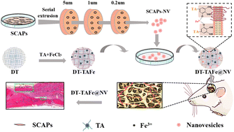 Graphical abstract: Metal–phenolic network coatings delivering stem cells from apical papilla derived nanovesicles for bone defect regeneration