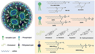 Graphical abstract: mRNA-LNP vaccines: rational design, delivery optimization, and clinical translation