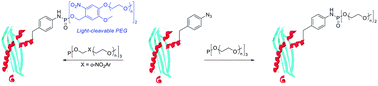 Graphical abstract: Site-specific PEGylation of proteins by a Staudinger-phosphite reaction