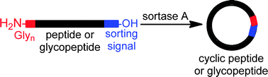 Graphical abstract: Sortase A-catalyzed peptide cyclization for the synthesis of macrocyclic peptides and glycopeptides