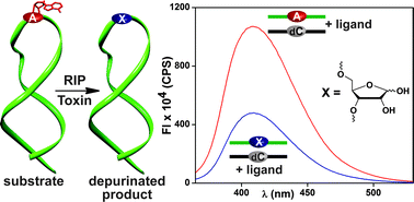 Graphical abstract: Label-free fluorescence detection of the depurination activity of ribosome inactivating protein toxins