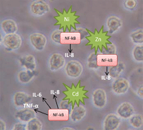 Graphical abstract: Zinc, cadmium and nickel increase the activation of NF-κB and the release of cytokines from THP-1 monocytic cells