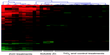 Graphical abstract: Responses of human cells to ZnO nanoparticles: a gene transcription study