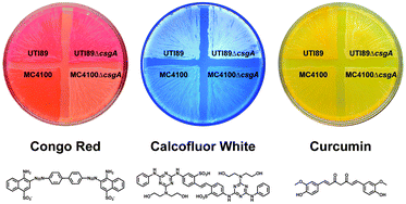 Graphical abstract: Curcumin as an amyloid-indicator dye in E. coli