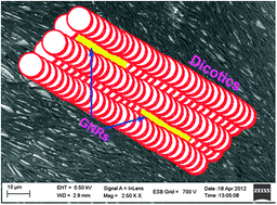Graphical abstract: Gold nanorods embedded discotic nanoribbons