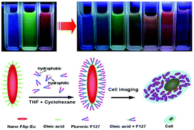 Graphical abstract: Hydroxyapatite nanocrystals: colloidal chemistry, assembly and their biological applications