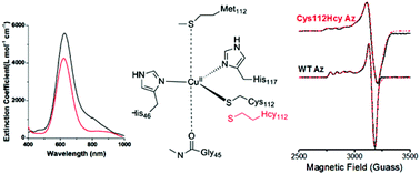 Graphical abstract: Modulating the copper–sulfur interaction in type 1 blue copper azurin by replacing Cys112 with nonproteinogenic homocysteine