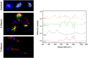 Graphical abstract: Label-free Raman imaging of the macrophage response to the malaria pigment hemozoin