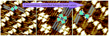 Graphical abstract: Concentration dependent halogen-bond density in the 2D self-assembly of a thienophenanthrene derivative at the aliphatic acid/graphite interface