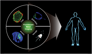 Graphical abstract: Fluorescence imaging of metal ions implicated in diseases