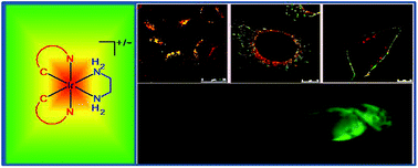 Graphical abstract: Phosphorescent biscyclometallated iridium(iii) ethylenediamine complexes functionalised with polar ester or carboxylate groups as bioimaging and visualisation reagents