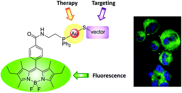 Graphical abstract: Towards the elaboration of new gold-based optical theranostics
