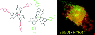 Graphical abstract: Two-photon multiplexing bio-imaging using a combination of Eu- and Tb-bioprobes