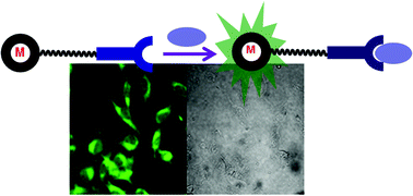 Graphical abstract: Synthesis of sulfonamide conjugates of Cu(ii), Ga(iii), In(iii), Re(v) and Zn(ii) complexes: carbonic anhydrase inhibition studies and cellular imaging investigations