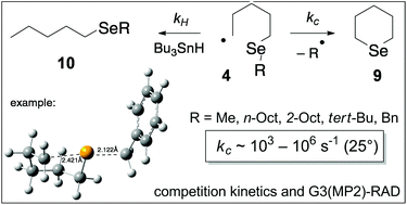 Graphical abstract: The kinetics of alkyl radical ring closures at selenium: formation of selenane