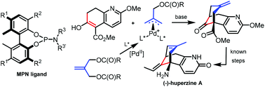 Graphical abstract: Enantioselective Pd-catalyzed tandem allylic alkylation reaction using monodentate phosphoramidite ligands for the formal total synthesis of huperzine A