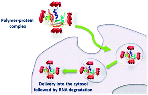 Graphical abstract: Cationic poly(amidoamine) promotes cytosolic delivery of bovine RNase A in melanoma cells, while maintaining its cellular toxicity