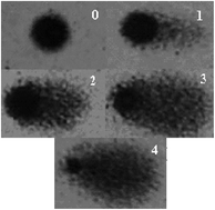 Graphical abstract: Euphorbia tirucalli aqueous extract induces cytotoxicity, genotoxicity and changes in antioxidant gene expression in human leukocytes