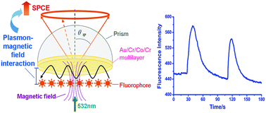 Graphical abstract: Modulation of surface plasmon coupled emission (SPCE) by a pulsed magnetic field