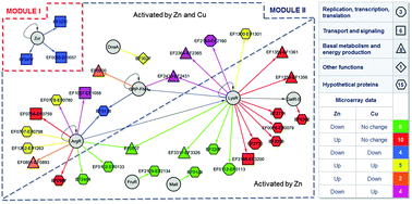 Graphical abstract: Interplay between copper and zinc homeostasis through the transcriptional regulator Zur in Enterococcus faecalis