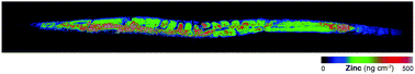 Graphical abstract: High-resolution complementary chemical imaging of bio-elements in Caenorhabditis elegans