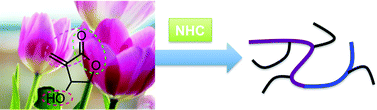 Graphical abstract: Organopolymerization of naturally occurring Tulipalin B: a hydroxyl-functionalized methylene butyrolactone